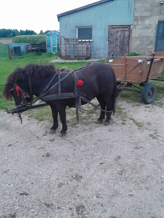 Sprzedam kucyka klacz