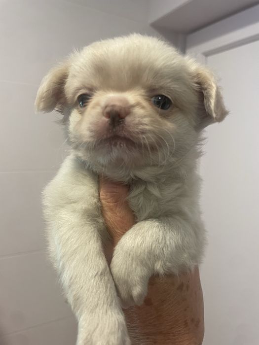 Chihuahua macho top excelente chocolate branco pelagem cumprida
