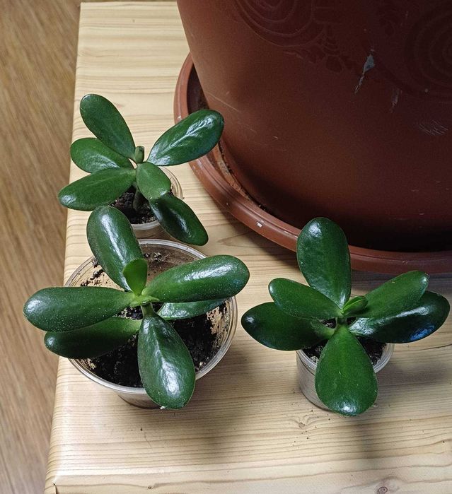 Толстянка крассула денежное дерево