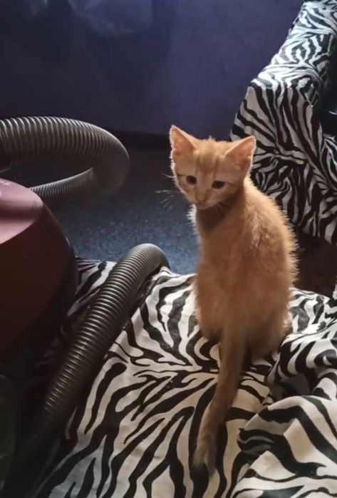 Котята котики отдам рыжий котенок мальчик