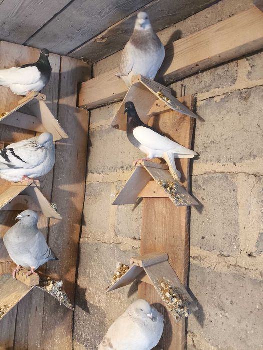 Gołębie do lotu mlode