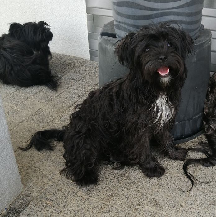 Morkie York Maltańczyk suczka dziewczynka