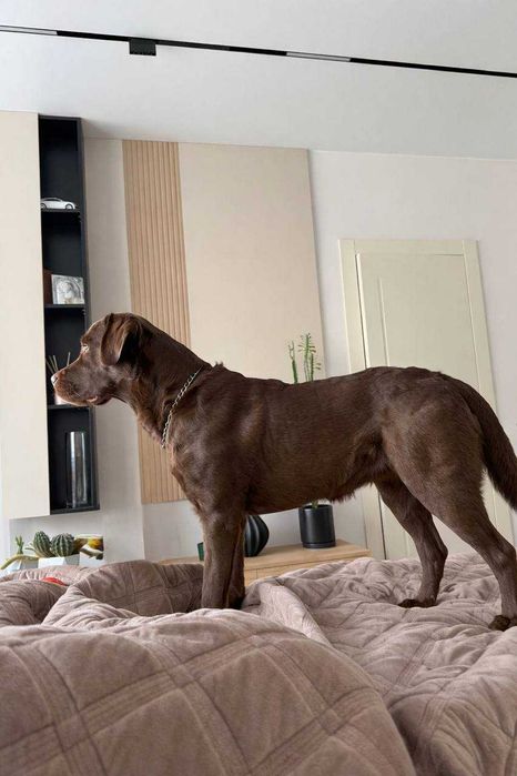 В'язка Лабрадор 2р.