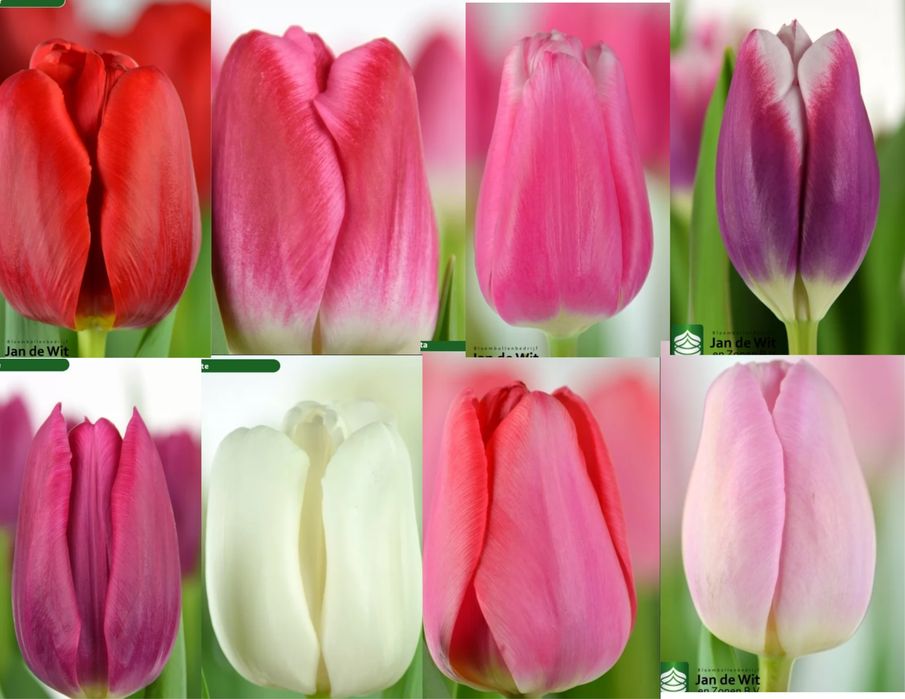 Тюльпани до 8 Березня від виробника — зріз, передзамовлення.