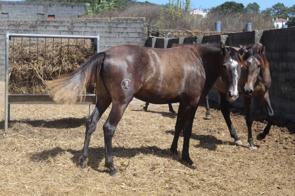 Poldra Lusitana Pura