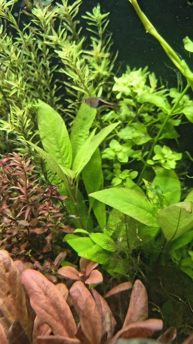 Rośliny akwariowe mix 50