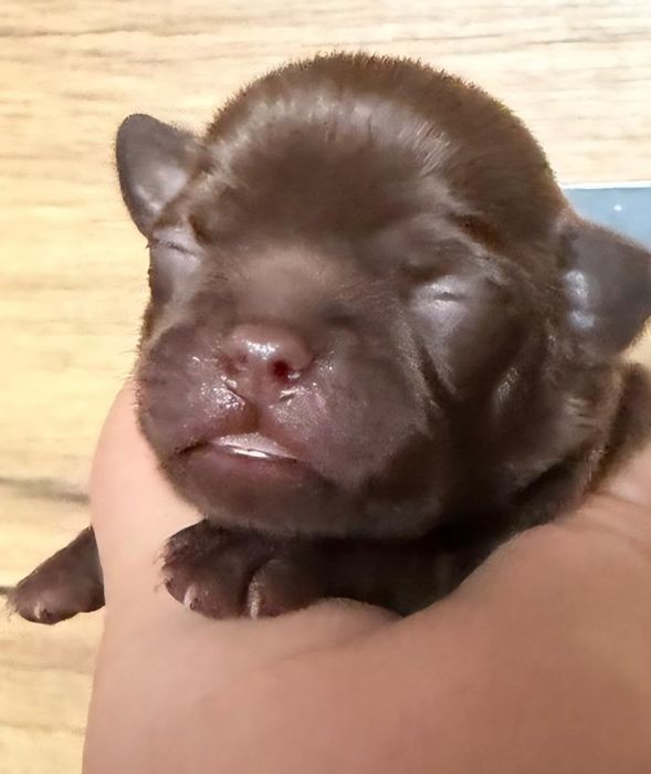 Piesek chihuahua czekolada