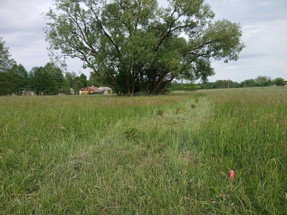 Działka budowlana przy lesie 3000 m², wydane warunki zabudowy, dobry dojazd - A2 do Mińska Mazowieckiego i Warszwy.. - Widok 4