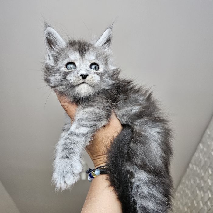 Kocurek Maine coon rodowód Fpl