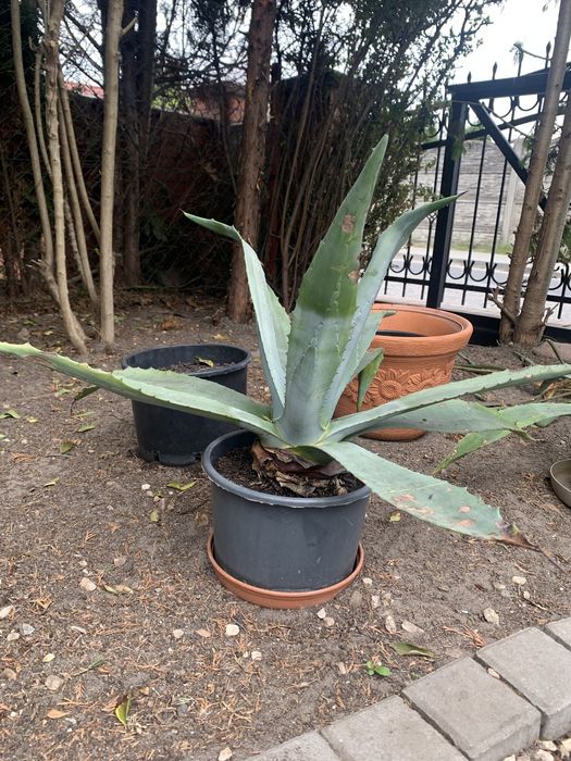 Agawa ogrodowa, piękna, duża