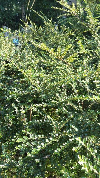 Кизильник горизонтальный