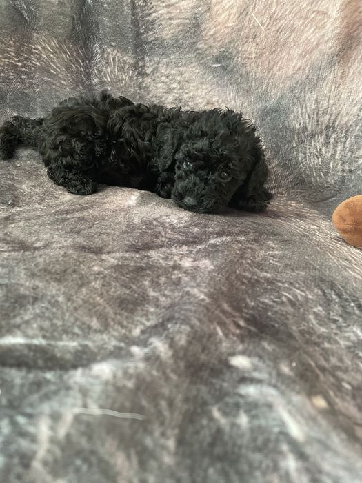 Pudel miniaturowy samiec czarny