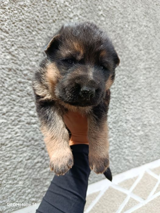Німецька вівчарка на бронь