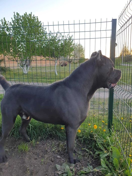 В'язка. Кане корсо