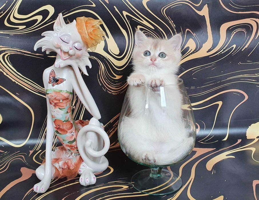 Холли -голубая золотистая шиншилла