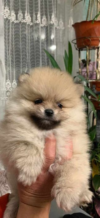 Померанський шпіц