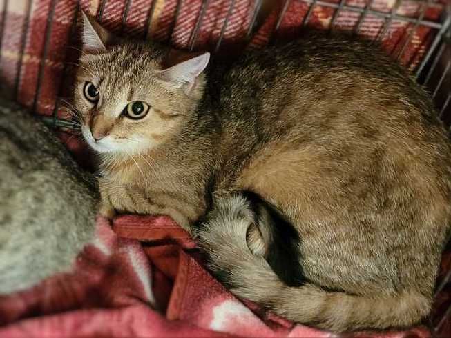 Врятуйте милу розумну кішку Емму менше року стерилізована в добрі руки