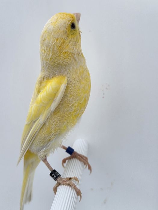 Kanarek,samice,2025r,kanarki,miniatura hiszpańska