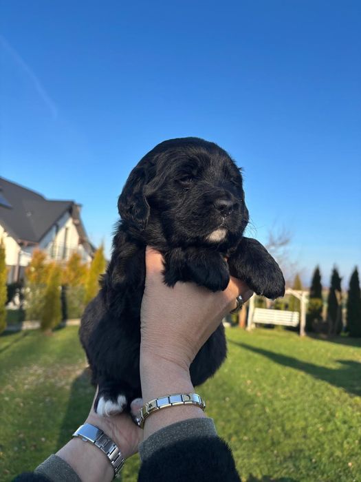 Golden Mountain Dog !Golden retiever+Berneński Pies Pasterski