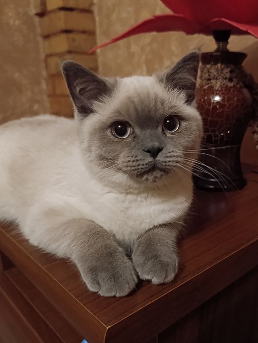 Шотландський котик, окрас блюпоїнт,