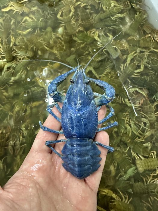 Живі раки (Raki_Sumy)