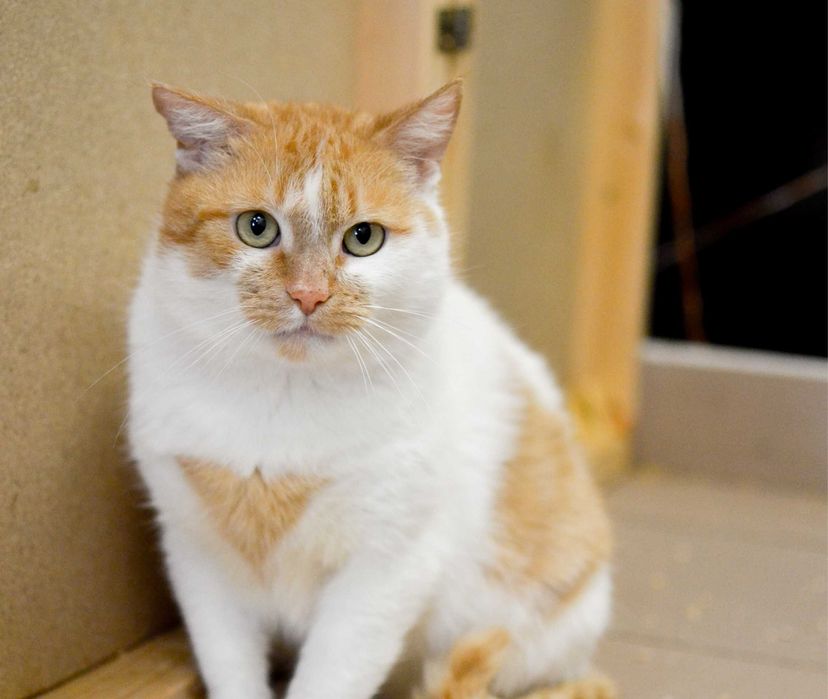Secemin - uroczy, biało-rudy kot szuka kochającego domu!