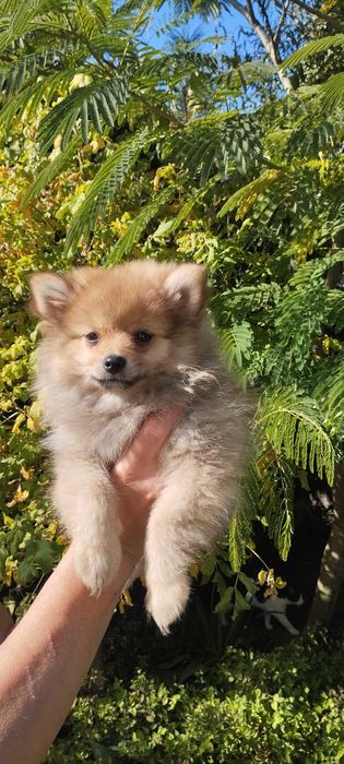 Szpic miniaturowy pomeranian