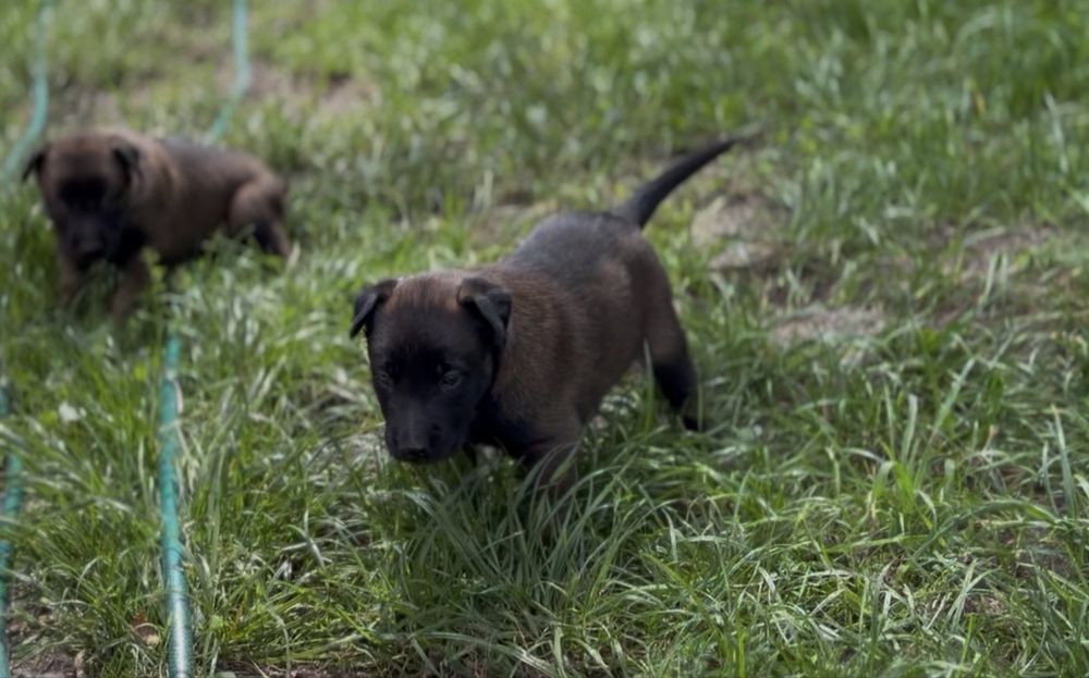 Owczarek belgijski malinois