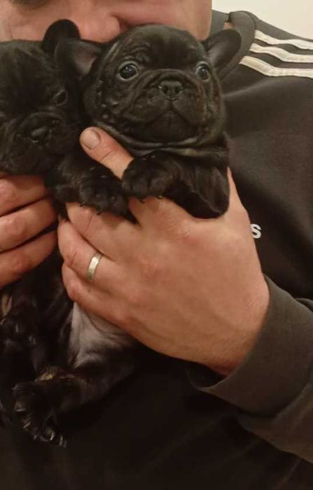 Bulldogue Francês Preto