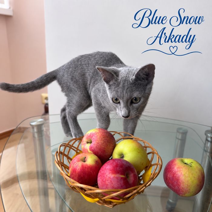 Найкраща пропозиція! Russin Blue кошеня. Blue Snow Arkady. Хлопчик.