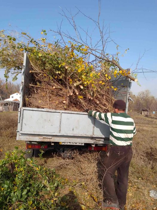 Обрезка и спиливание деревьев профессионально, 100% аккуратно.