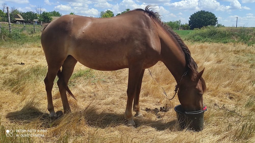 Продается кобыла