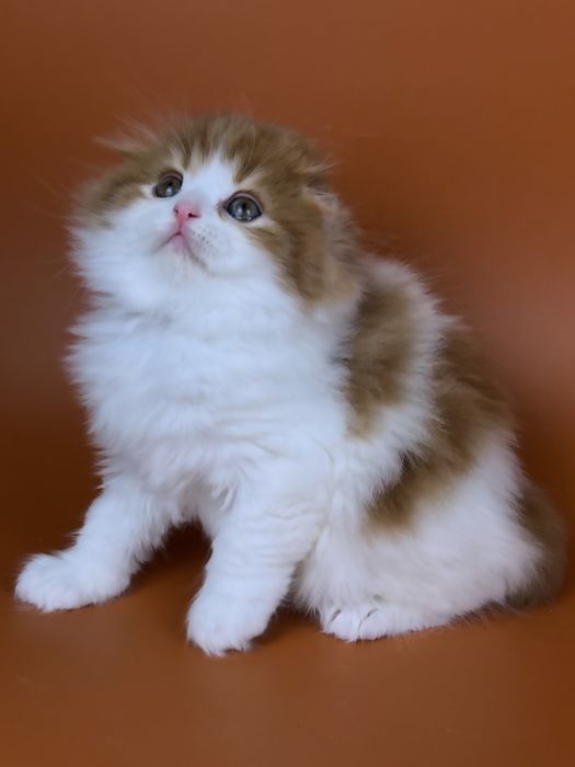 Чудове кошеня, хайленд фолд, хлопчик.