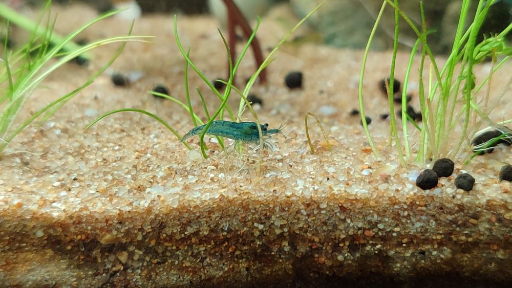 Camarões Neocaridina "Blue Carbon Rili"