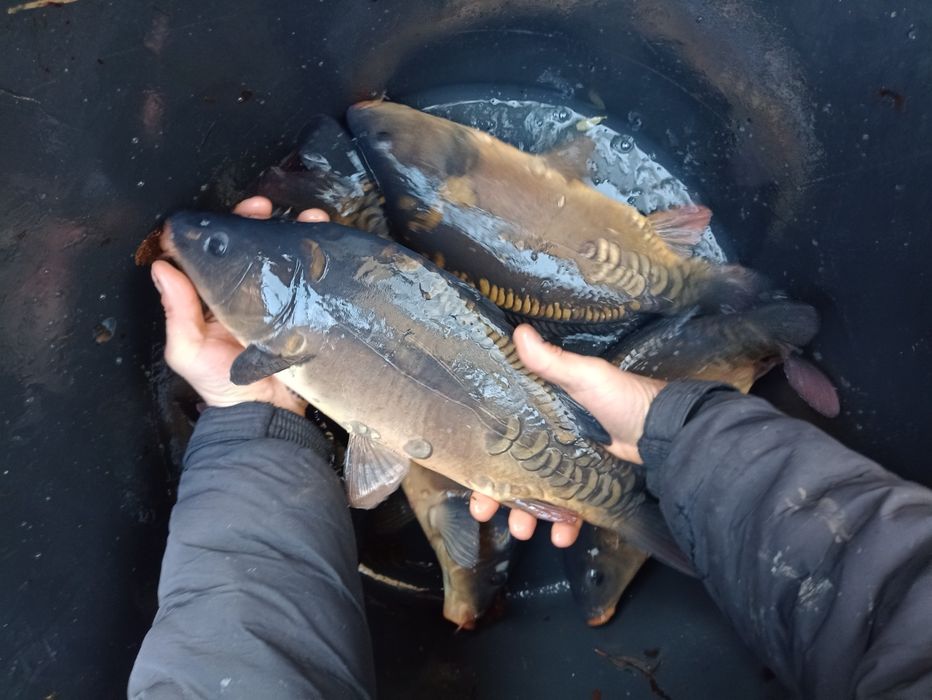 Amur sandacz karp leszcz pstrąg