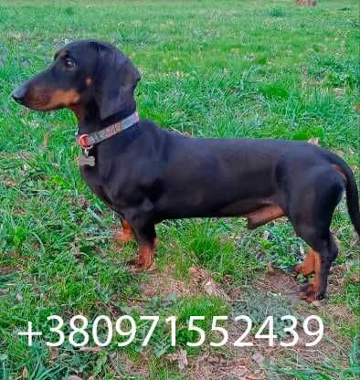 Пропоную для в'язки кобеля такси