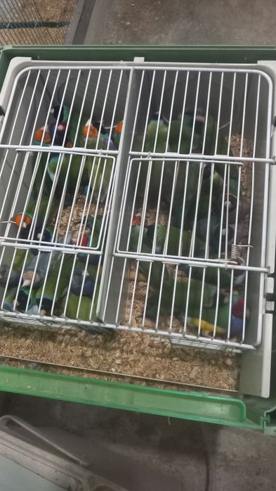 Canários e exóticos