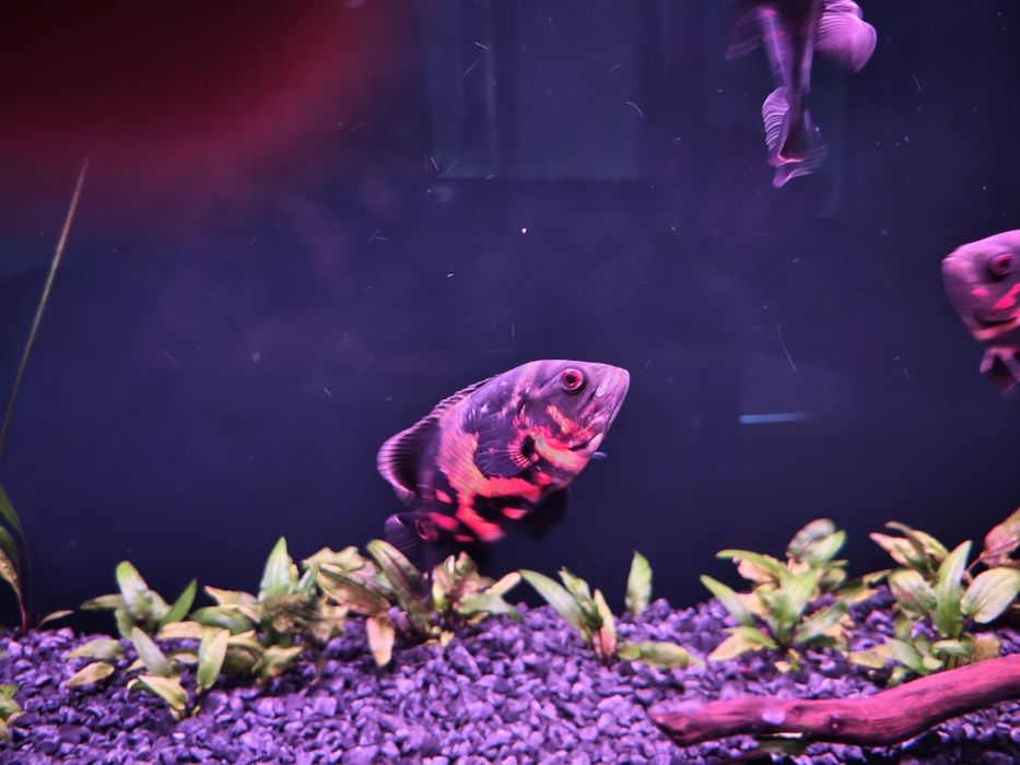 Pielęgnica pawiooka red tiger oscar 4 sztuki