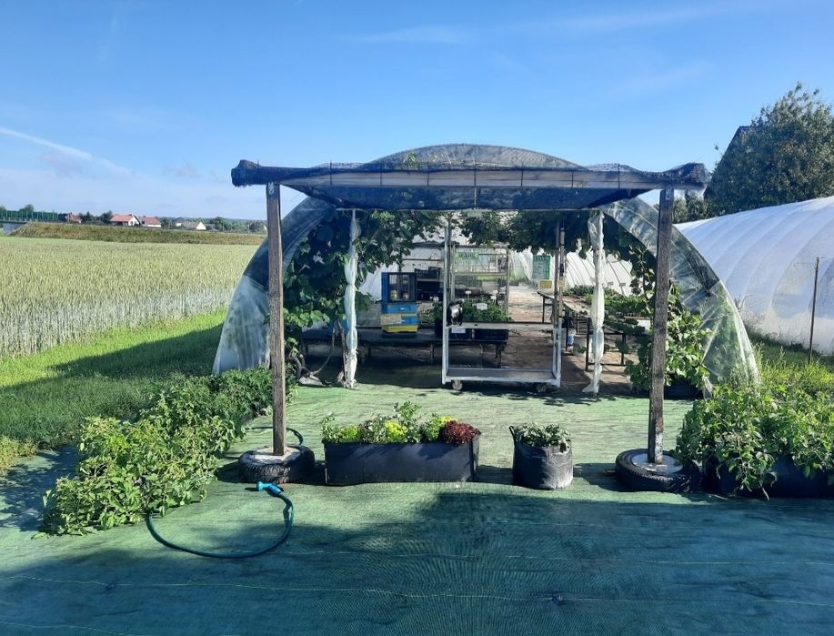 Sadzonki pomidorów,  papryki,  ogórka