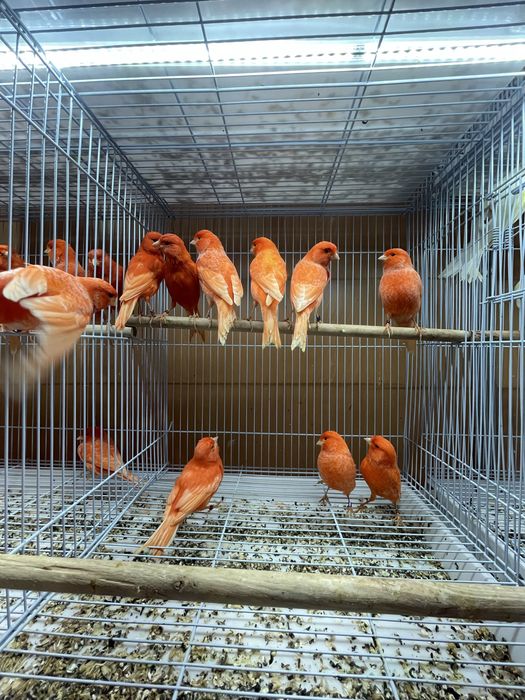 Canarios Arlequim Português, vermelhos intensos etc