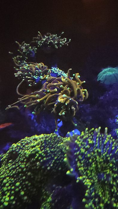 Euphyllia Dragon Soul korale morskie