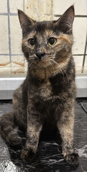 Котенок кошечка в хорошие руки