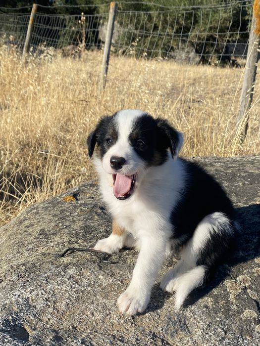 Border  collie com lop