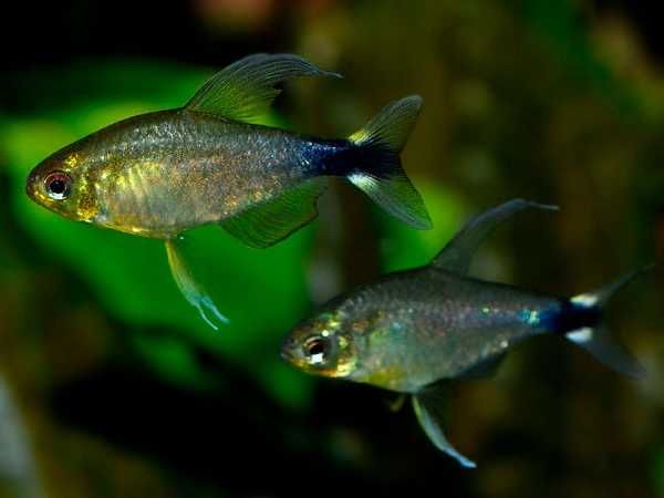 Bystrzyk Słoneczny / Bystrzyk Elachys