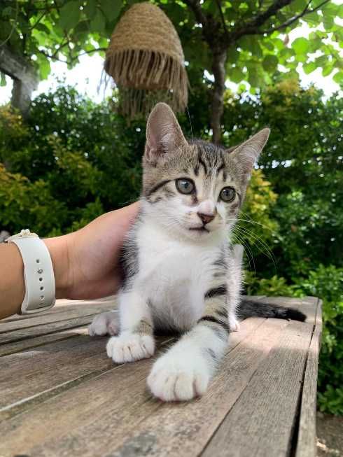 gatinho macho desparasitado adoção