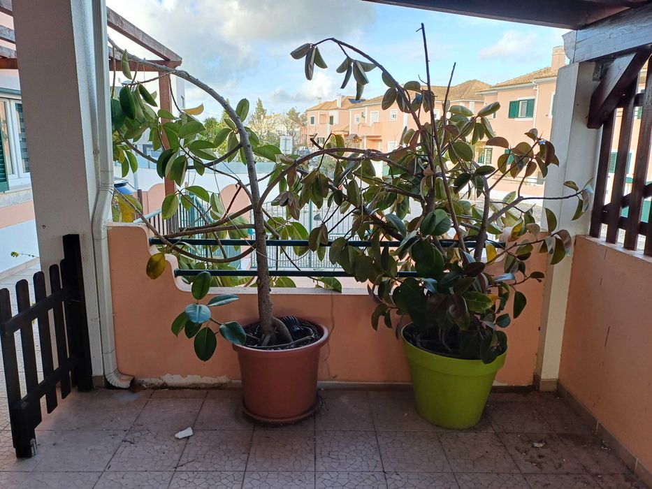 Árvore "Borracheira" (Ficus elastica)