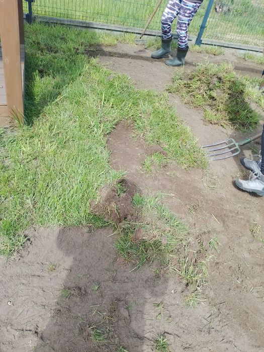 Zrywanie trawników usuwanie darni Wycinarka darni trawa z rolki
