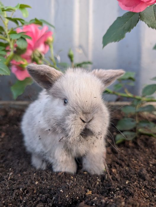 Mini lop , baranek miniaturka, metryka