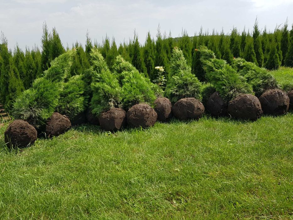 Туї Смарагд! Акція від 1 м до 180 м