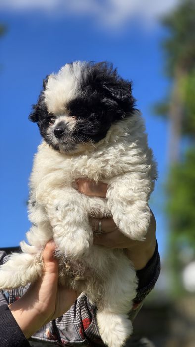 Maltipoo cudowna suczka